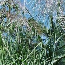 Image result for Miscanthus violaceus