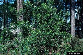 Image result for Lasianthus