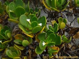 Image result for Scaevola plumieri