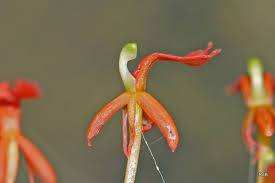 Image result for Liparis mulindana