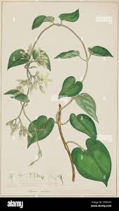 Image result for Pergularia