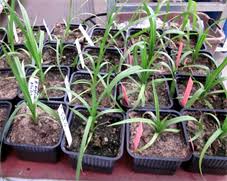 Image result for Hypoxis nyasica