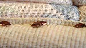 The pest world website provides a list of practitioners who are. Top 50 Bed Bugs Cities Lansing S Spot On List Questioned By Officials