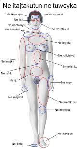 Body parts pictures for classroom and therapy. Women Human Body Parts Name Female Body Parts In Salt Lake City Kolkata Id 4196919812 Breast Human Body Parts Either One Of The Two Soft Parts On A