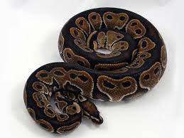 Lace Black Back Morph List World Of Ball Pythons Black Laces Back To Black Ball Python