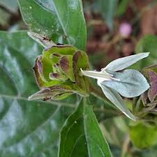 Image result for Ecbolium clarkei