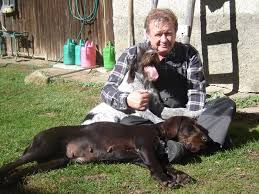 Image result for český fousek stavba těla