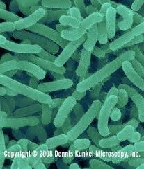 Image result for Rhizobium radiobacter, syn. Agrobacterium tumefaciens