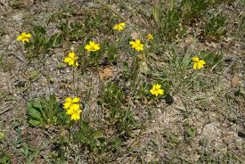 Image result for Goodeniaceae