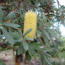 Banksia Integrifolia Coastal Banksia Australian Plants Online Trong 2020