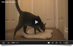 Your Cat Train Your Cat Series Cats Cat Training Dog Cat