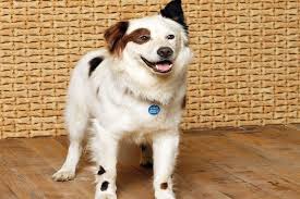 Dog with a blog stan of the house meet the family disney channel uk. Meet The Rescue Dog Who Became A Disney Star American Kennel Club