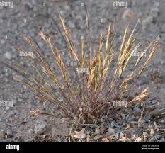 Image result for Aristida adscensionis