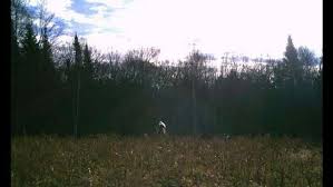 » komoly gondot jelenthet az intelnek az amd genoa szerverplatformja. 14 Hatborzongato Ejszakai Foto Amelyet Vadaszok Keszitettek Hirek Hir Ma Hirek Pont Ma Trail Camera Scary Scary Photos