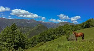 Only six years after the proclamation the yellowstone as the first world's. Exploring Biogradska Gora National Park In Montenegro Meanderbug