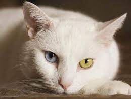 Jenis ini sering disangkutpautkan dengan tipe persia. Nama Kucing Nabi Muhammad Saw Muezza Kucing Malas