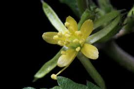 Image result for Triumfetta dekindtiana