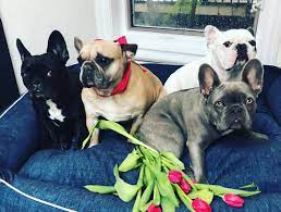 Lady gaga's dog walker shot and critically wounded, 2 french bulldogs stolen. Lady Gaga S 2 French Bulldogs Returned Safely After Being Stolen At Gunpoint