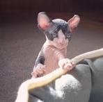 FAQ Traditional Sphynx Cat