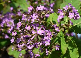 Image result for Wigandia urens