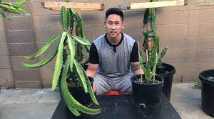 Benefits Of Grafted Vs Not Grafted Dragon Fruit Youtube Dragon Fruit Plant Dragon Fruit Dragon Fruit Cactus