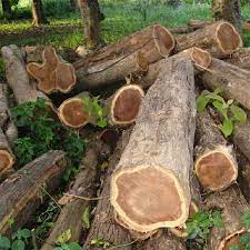 Jual kayu jati (produsen furniture kayu jati) is on facebook. Teak Wood Oak Wood Logs Buy Teak Wood Oak Wood Logs Ghana Teak Wood Teak Wood For Sale Product On Alibaba Com