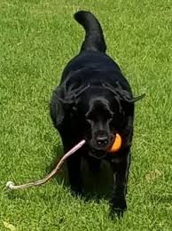 Maybe you would like to learn more about one of these? About Best Friends Veterinary Care Iowa City Ia