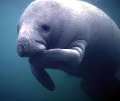 Interestingly enough, there are several reasons. Manatee Meme Generator Imgflip