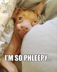 Tuna Melts My Heart The Underdog With The Overbite I M So Phleepy Dump A Day Funny Pictures Haha Funny Funny