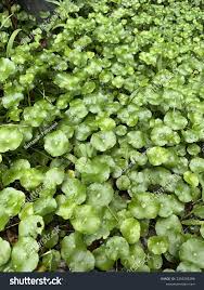 Image result for Hydrocotyle bonariensis