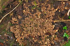 Image result for Balanophoraceae