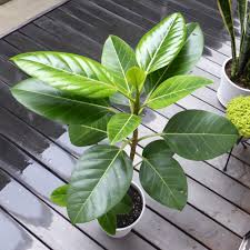 フィカスアルテシマ4年目の強剪定 仕立て直し Greensnap グリーンスナップ