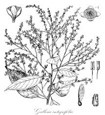 Image result for Petiveriaceae