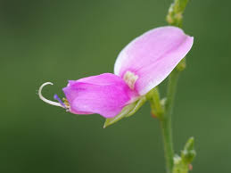 Image result for Galactia striata