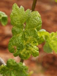 Image result for Calepitrimerus vitis