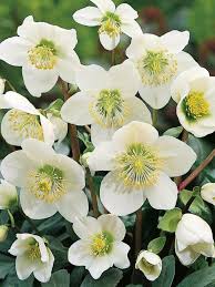 Garden Plants The Christmas Rose Or Still Called Black Hellebore Black Called Christmas Garden Hellebore P Christmas Rose Planting Roses Garden Plants