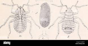 Image result for Cimex Lectularius L