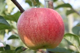 New england is an ideal climate region for growing a variety of fruit trees, such as apples and peaches. 5 Apples For Small Gardens Richard Jackson S Garden