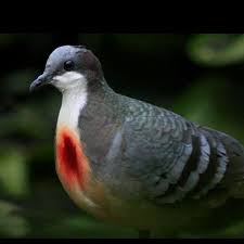 Australian Birds That Lay Eggs On The Ground Luzon Bleeding Heart One Of A Number Of Species Of Ground Dove In The Genus Gallicolumba That Are Called Bleeding Hearts Bleeding Heart Bird Beautiful Birds