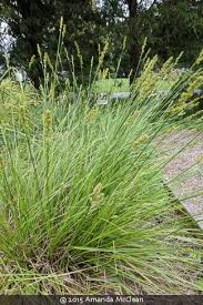 Image result for Carex angolensis