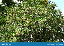 Image result for Pentaphylacaceae