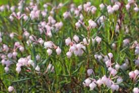 If its potted plants youre using then you should. Bog Rosemary Loves Wet Soil And Cold Climates Horticulture