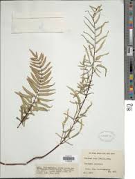 Image result for Pellaea dura