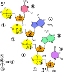 Kunstwort) ist eine nukleinsäure, die sich als polynukleotid aus einer kette von vielen nukleotiden zusammensetzt. Https Quizdidaktik De Daten Sammlung Lueck B 11 Rna Index Html