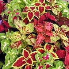 Image result for Coleus sylvestris