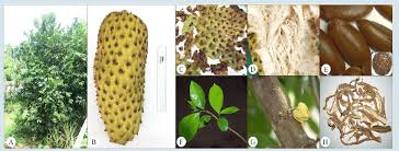 Image result for Annona muricata