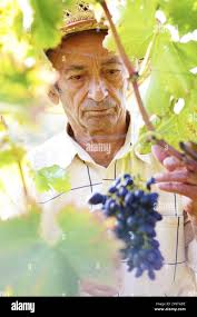 La plus ancienne vigne Banque de photographies et d'images à haute  résolution