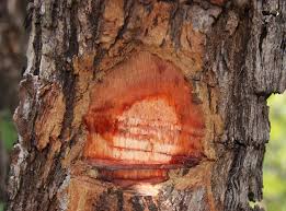 Image result for Dalbergia fischeri