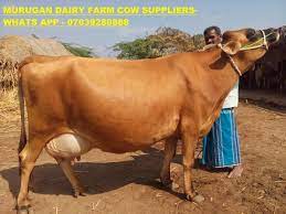 Hf Jersey Cows For Sale In Tamilnadu Kerala On Engormix Ref 32126