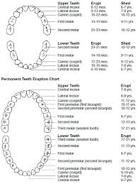 What Age Do Baby Teeth Fall Out Scottsdale Phoenix Az